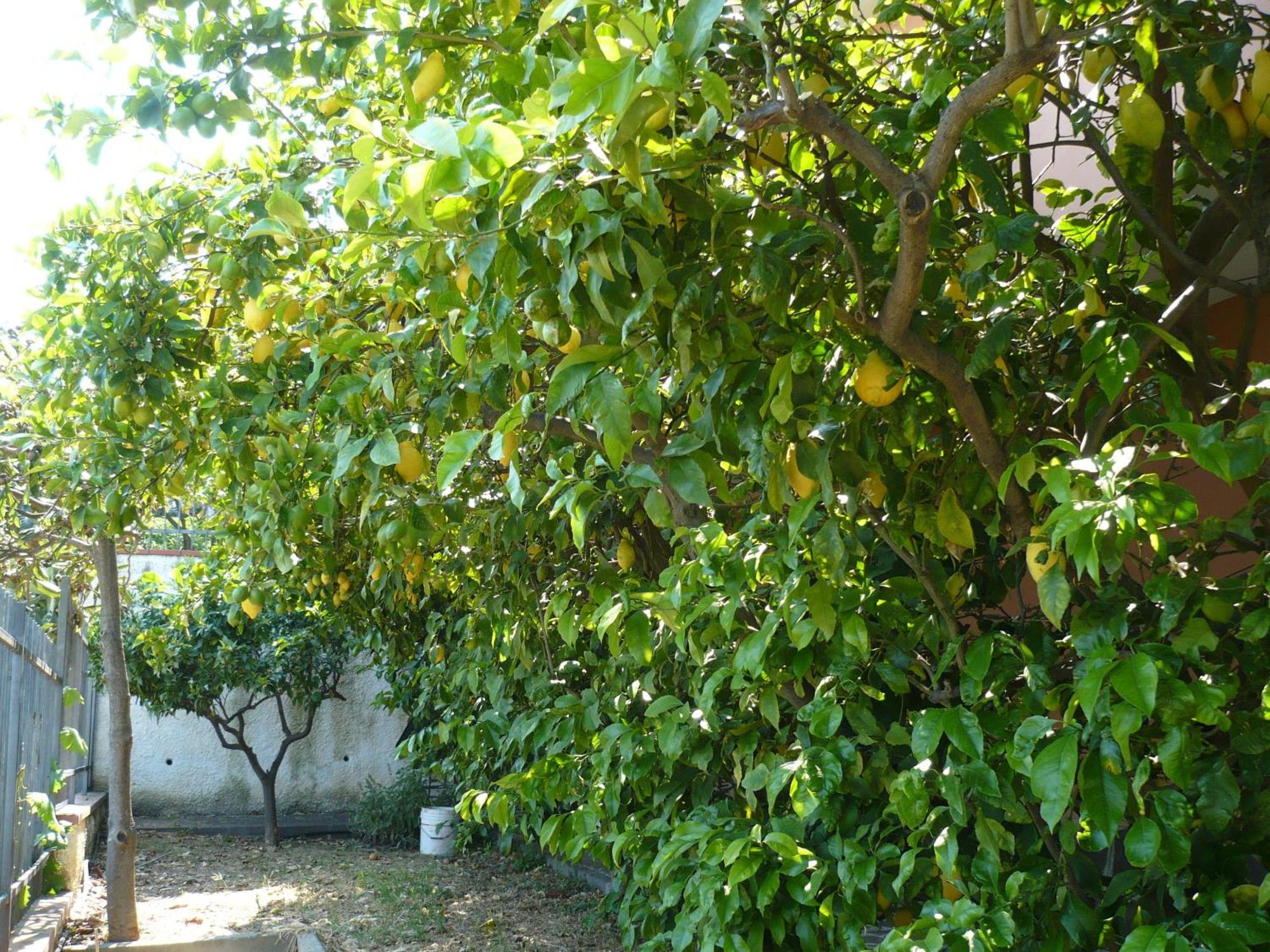 Azienda Agrituristica Villa Arianna Imperia Exterior foto
